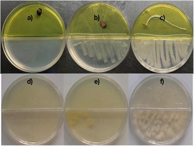 Long-Chain Hydrocarbons (C21, C24, and C31) Released by Bacillus sp. MH778713 Break Dormancy of Mesquite Seeds Subjected to Chromium Stress